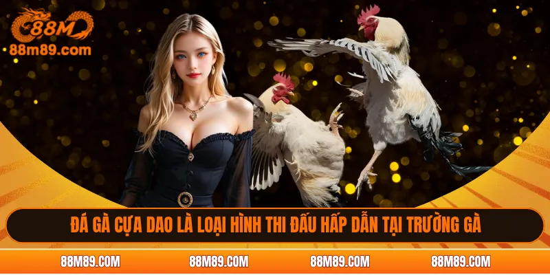 Đá gà cựa dao là loại hình thi đấu hấp dẫn tại trường gà